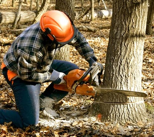 Tree Removal in Parkman, WY